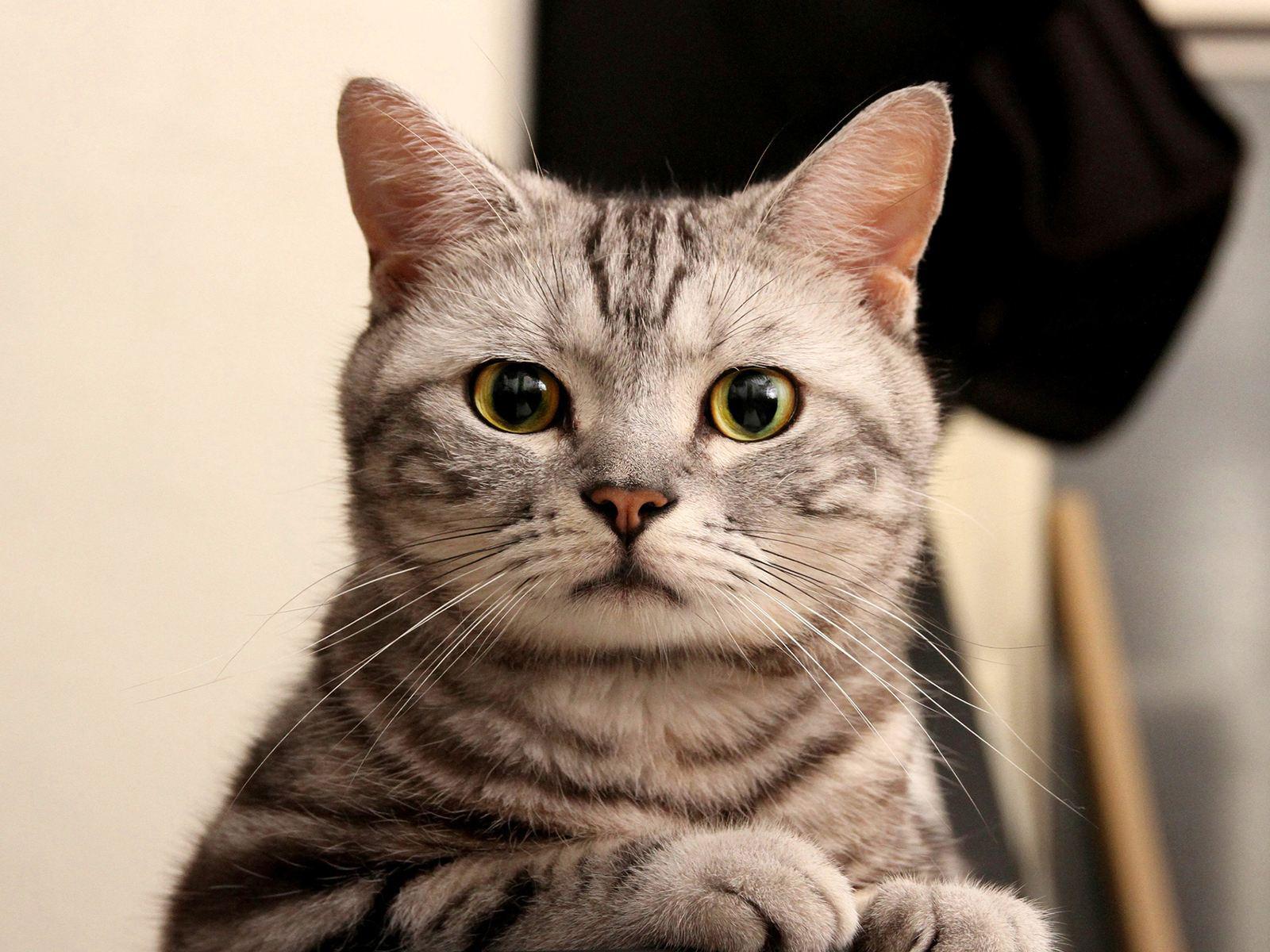 猫咪瘦是什么原因,猫咪太瘦了怎么办