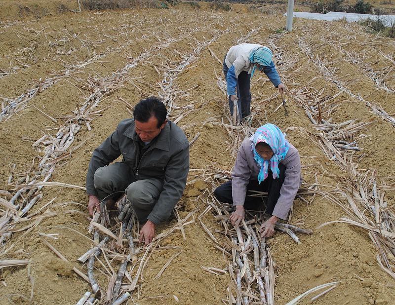 甘蔗不甜怎么做能甜,甘蔗种不够怎么办