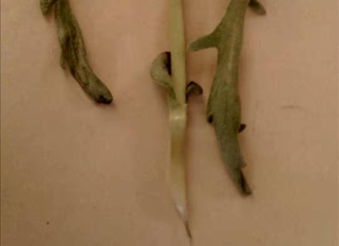 茼蒿大批量死棵，根腐烂，怎么办