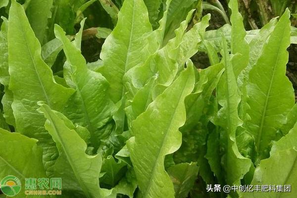 莴笋常见病害及管理,莴笋常见病虫害及防治方法有哪些