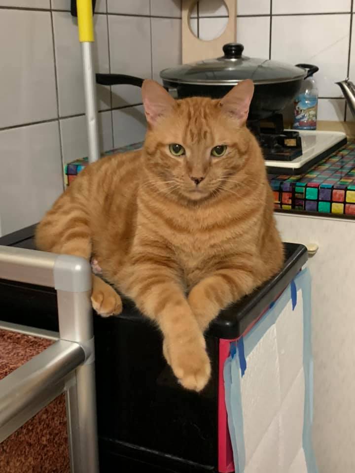 猫咪和狗狗打架出现应激反应,当狗被猫群殴时