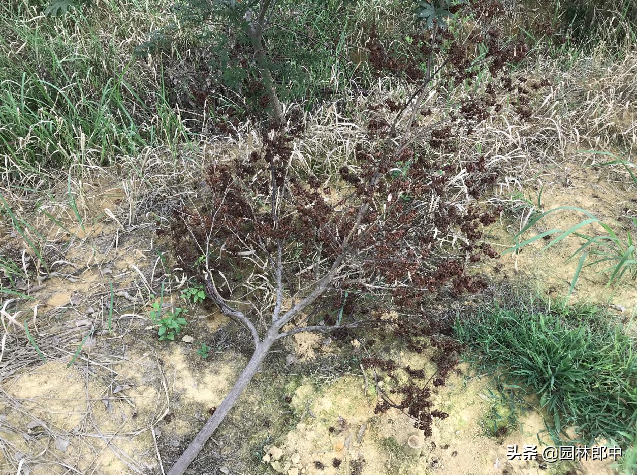 红枫幼苗叶子怎么都蔫了,红枫树叶子突然枯萎了怎么办