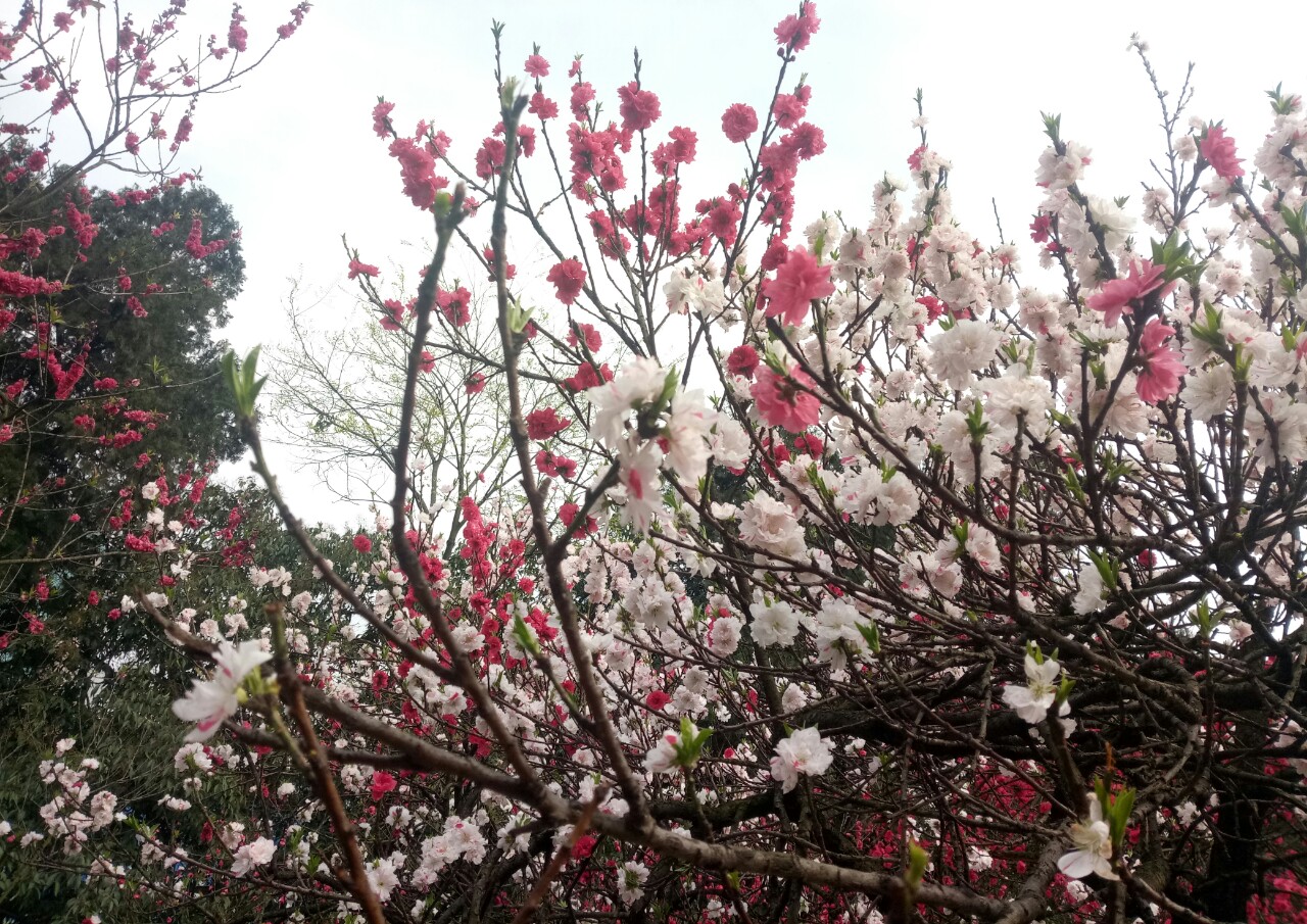 桃树怎样以水控旺,桃树如何灌溉最省劲