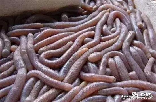 好吃不贵的海鲜种类有哪些,最好吃又最常见海鲜有几种