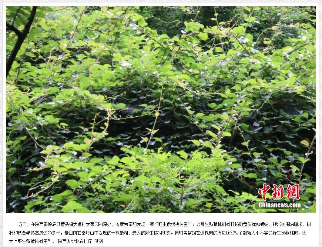 奇异果跟猕猴桃有什么差别,奇异果就是猕猴桃为什么叫奇异果