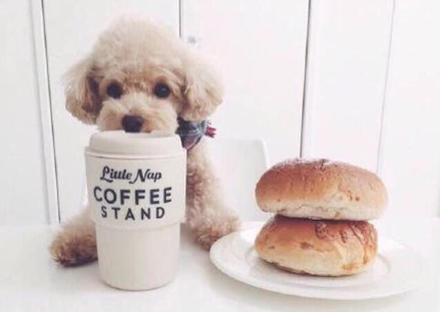 泰迪犬怎么训练十大基础动作,泰迪犬基本动作训练方法