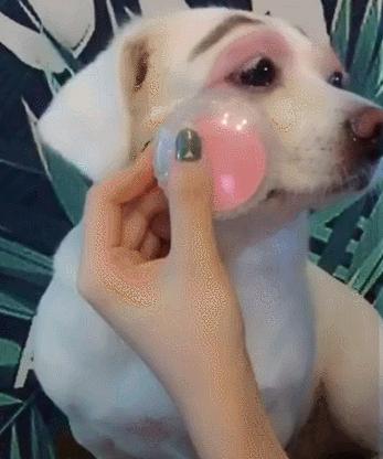 狗狗太调皮乱咬怎么训练,狗狗太顽皮怎么训练