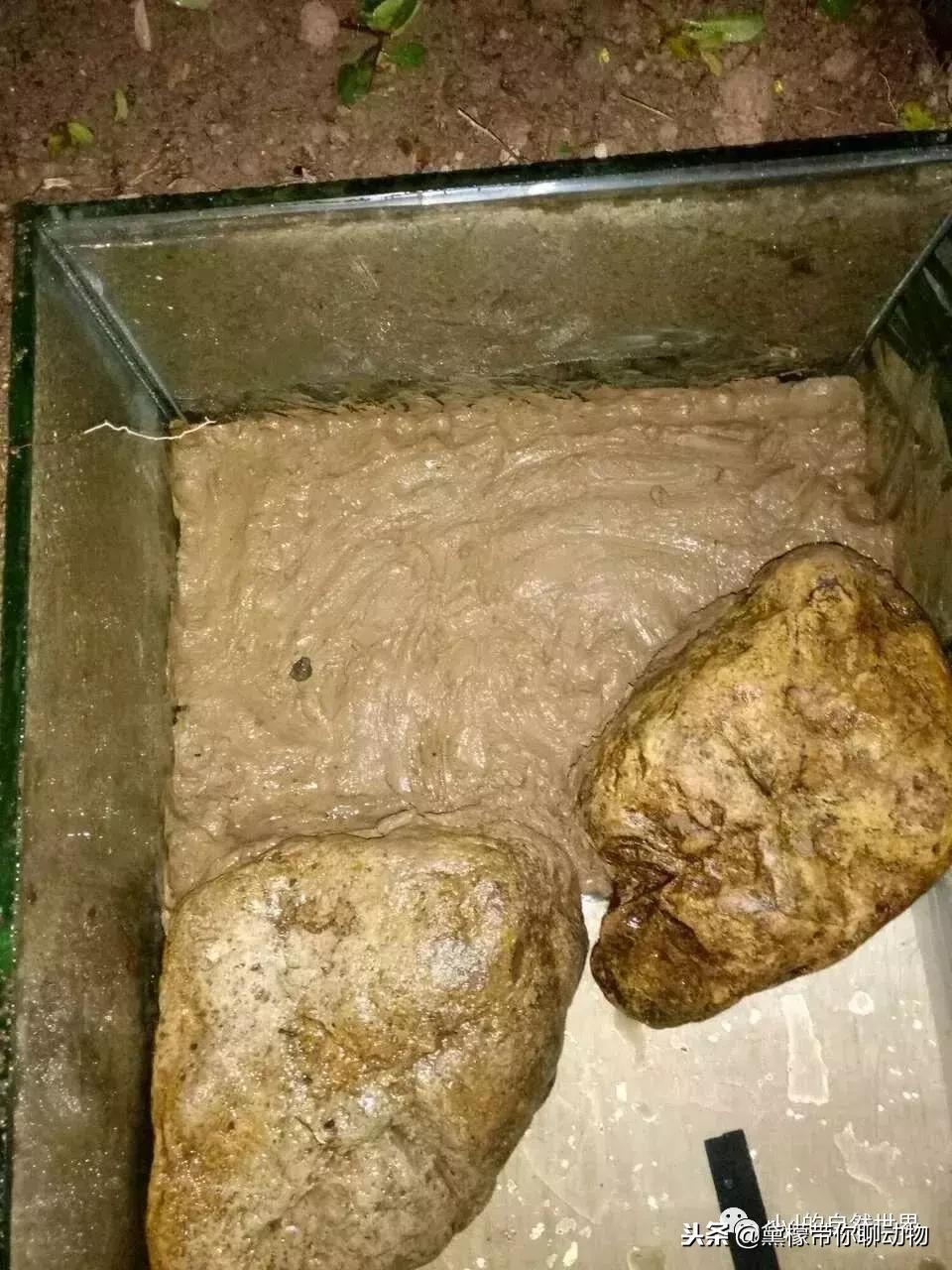 丛林造景黄缘龟池设计图大全,龟宝宝黄缘龟生态缸造景教程