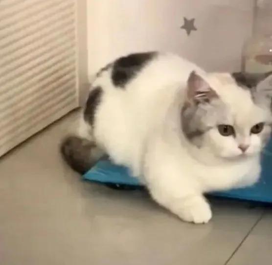 猫抓了有红点是怎么回事,猫轻咬了一下手上起了一个红点