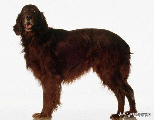 成年金毛狗怎么养,金毛幼犬家庭养殖方法