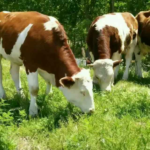 新手养牛是养母牛还是育肥牛好,什么样的母牛最好