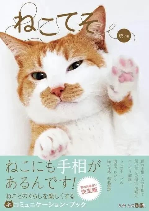 怎么让猫主动求抱抱,如何让猫给撸给抱