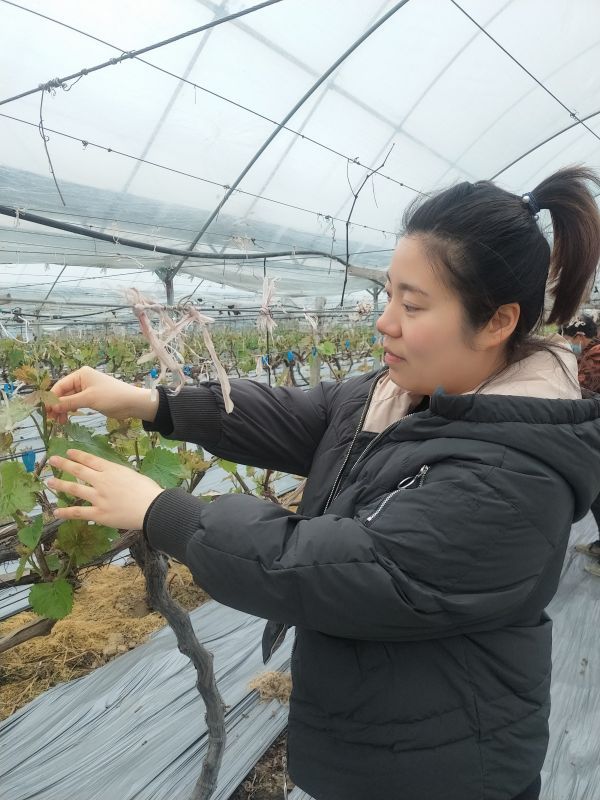 9年创业路，她把传统葡萄园变成现代农业示范园，“最美巾帼农庄”带动脱贫致富