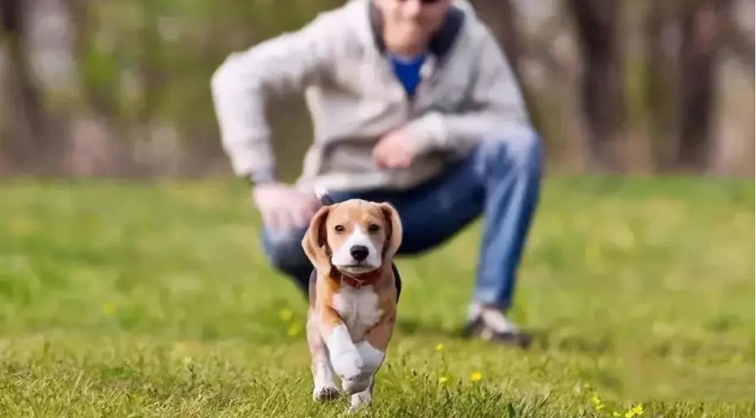 狗狗会有报复心理吗,狗狗对人类疯狂报复