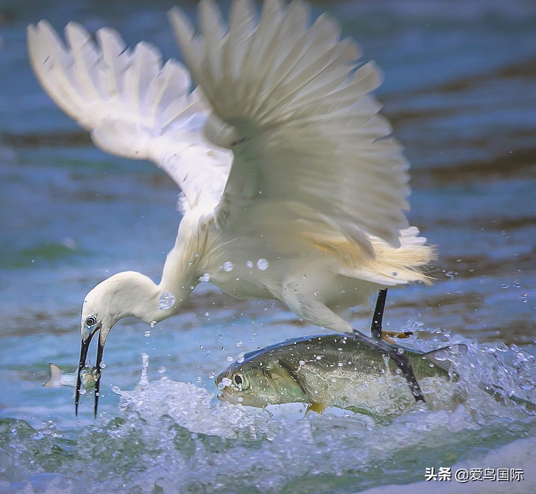 观鸟大年,观鸟作品100幅