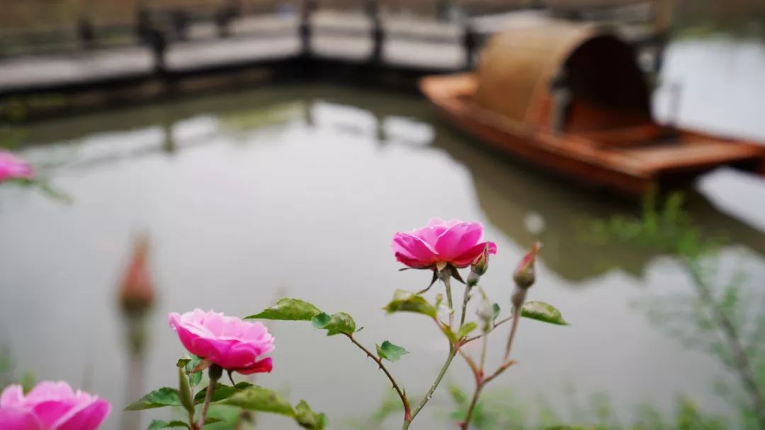 鹅湖玫瑰园花期,鹅湖玫瑰园美篇