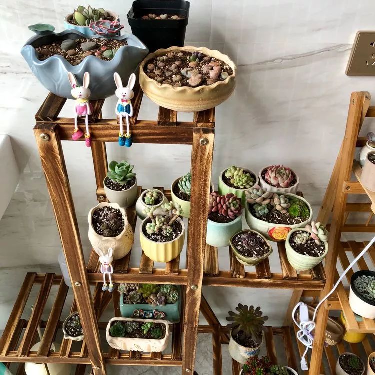 新手小白入坑多肉必看攻略,多肉新手入坑必备指南