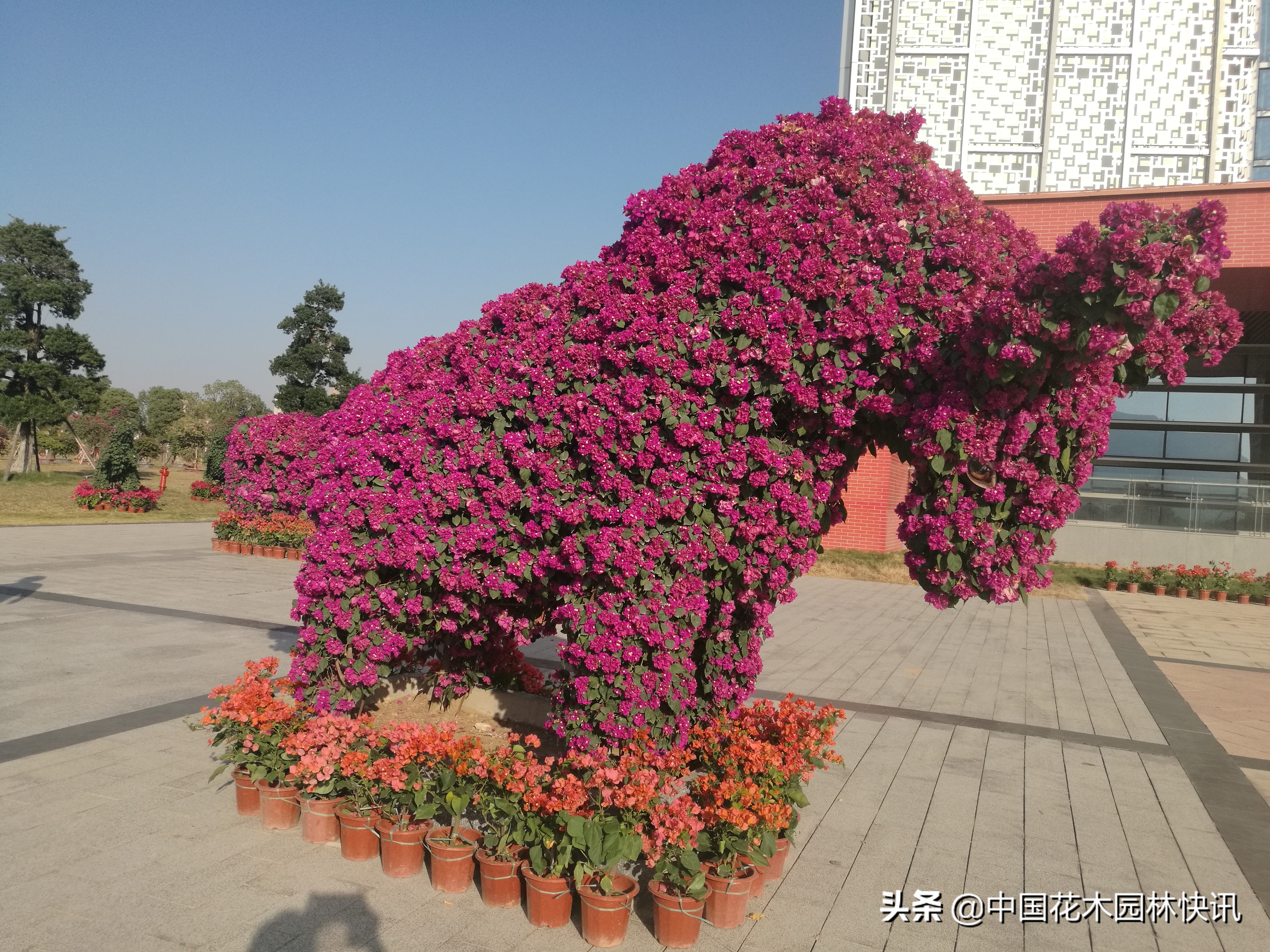 缤纷三角梅,缤纷多彩三角梅