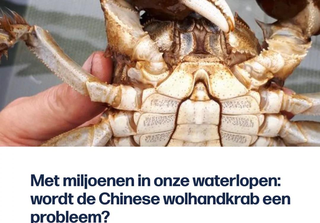 比利时大闸蟹泛滥怎么回事,来聊聊野生海鲜