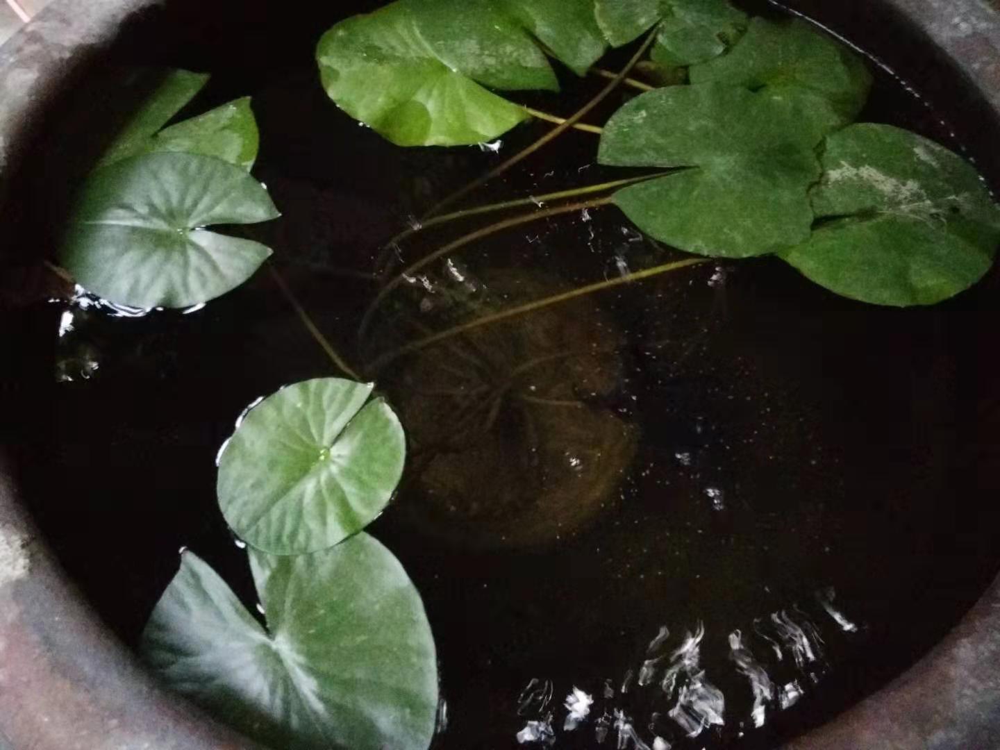 为什么需要用玻璃缸养金鱼,陶瓷缸养乌龟的弊端