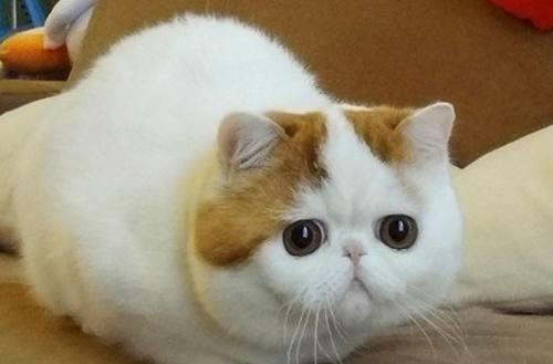 告诉你们养猫到底有什么好处,告诉你养猫的十个好处