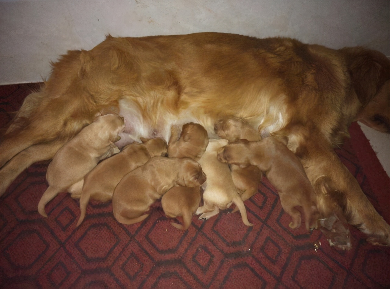 狼的配偶,狼的配偶只有一个