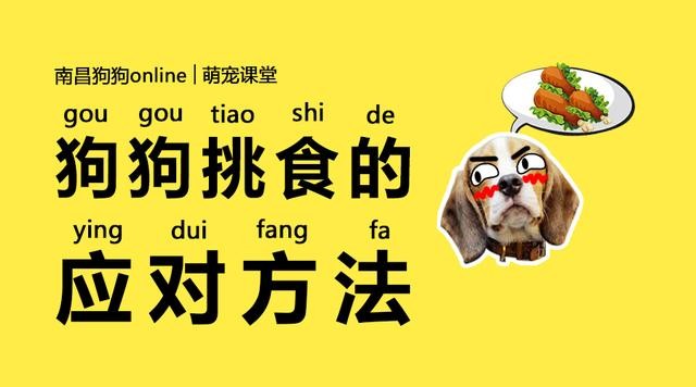 怎么纠正狗狗挑食的习惯,狗狗挑食饿几天它才能吃