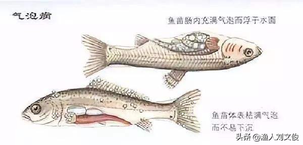 鱼苗气泡病,鱼苗气泡