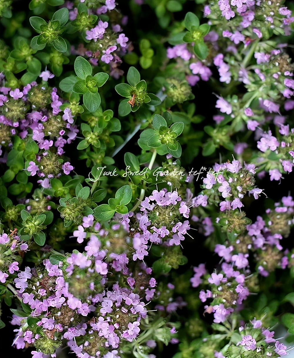 观花草本植物推荐,最具观赏性的观叶植物