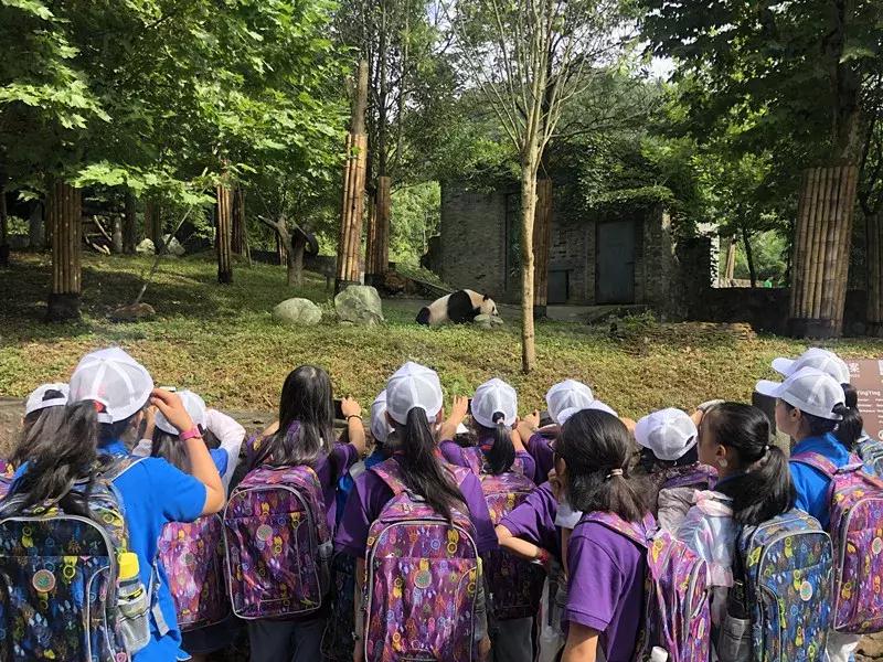 讲解大熊猫,大熊猫科普上课