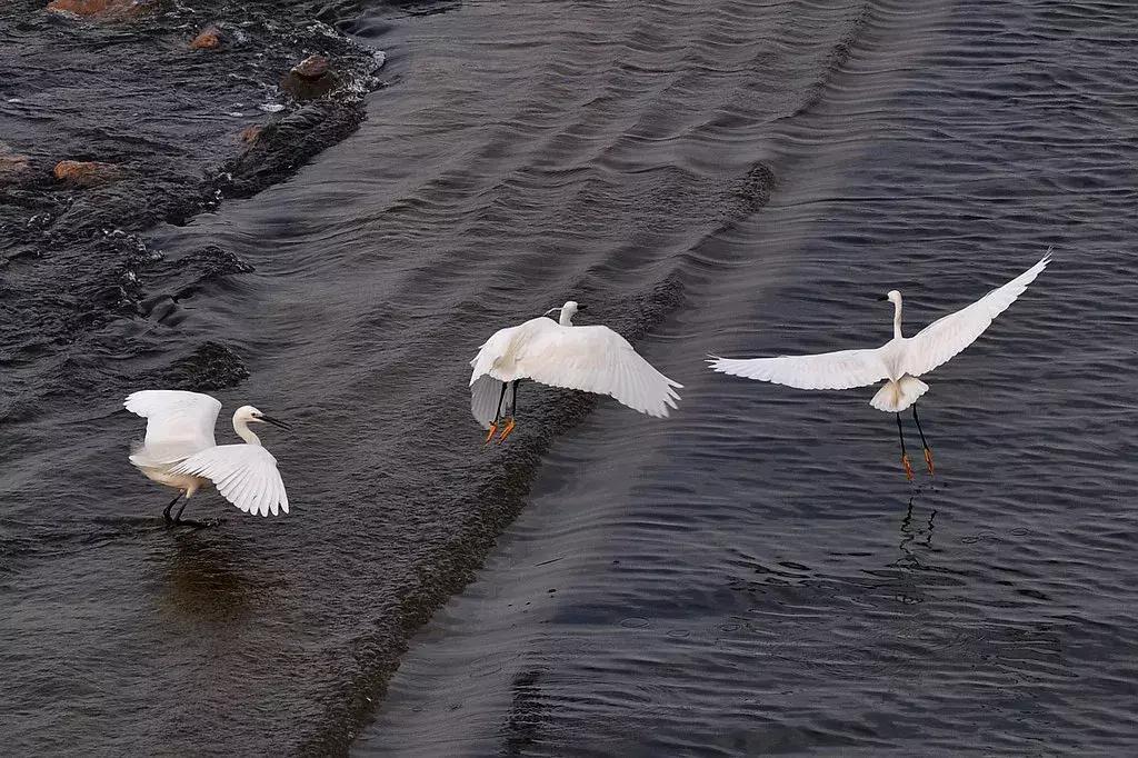 央视新闻直播西安夜景,央视直播西安奥体中心