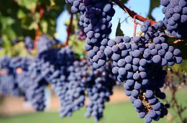 人见人爱的大众情人——梅洛葡萄酒