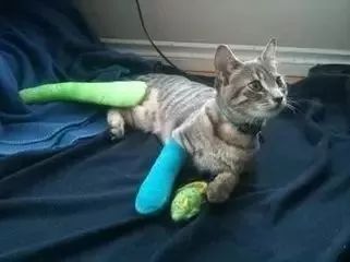 猫怎么做到高处摔不死,真相猫