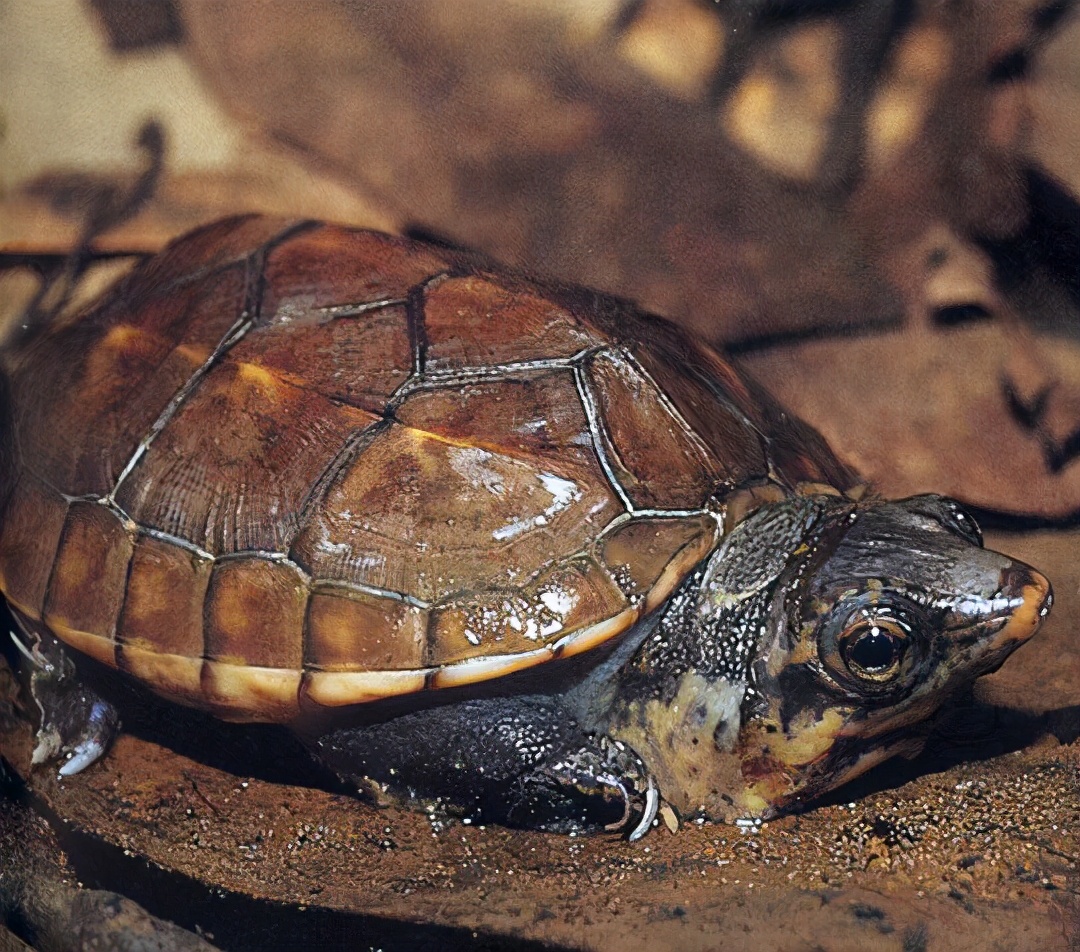 龟类纪录片,龟类图片