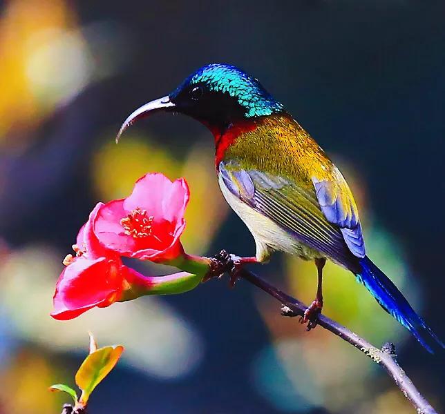 蜂鸟与太阳鸟区别,太阳鸟就是蜂鸟吗