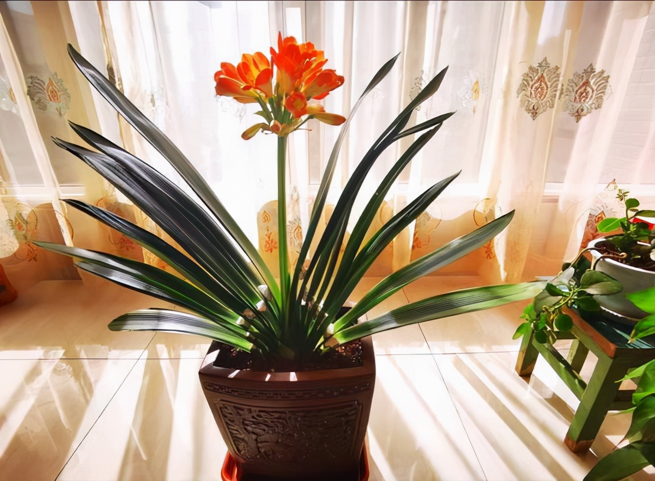 养花人养的花都有哪些,什么花养人又健康又好养