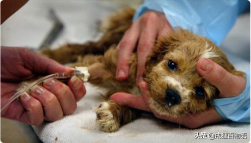 狗狗得细小是什么原因导致的,狗狗细小病用什么方法治疗最快