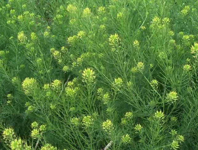 地里的野菜不认识拍照片怎么查,农田常见100种杂草图谱名称