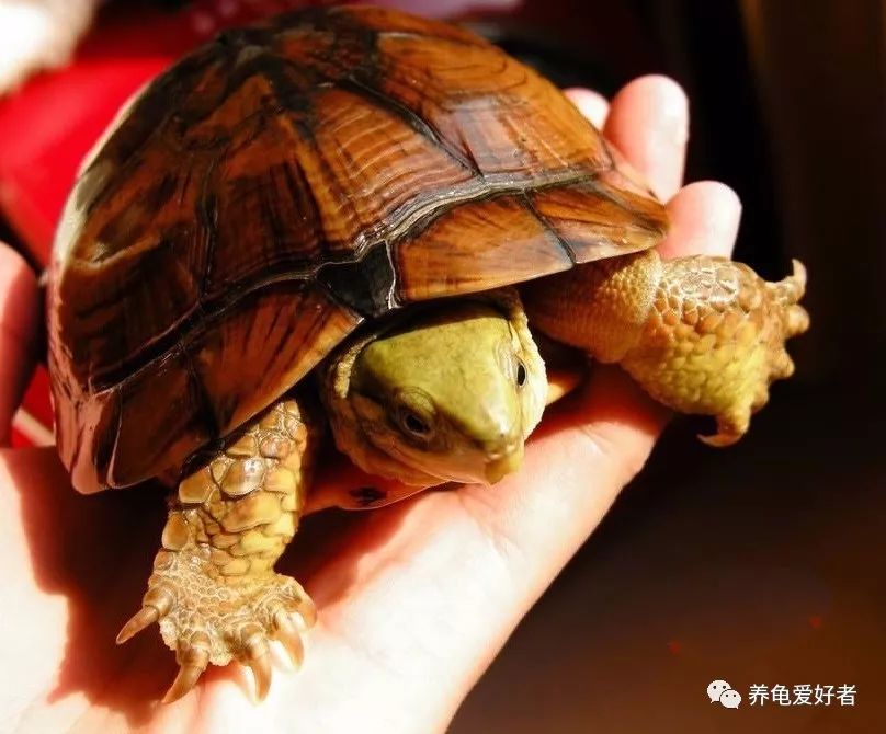 已经养的龟不吃食怎么办,加温养龟死亡原因