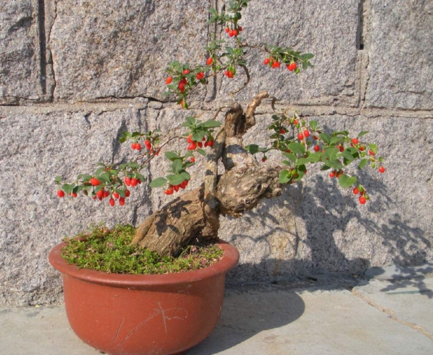 初春挖枸杞老桩怎么上盆,枸杞下山桩直接上盆会如何