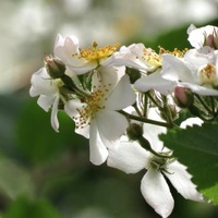 开到荼蘼那一天,开到荼靡花事了