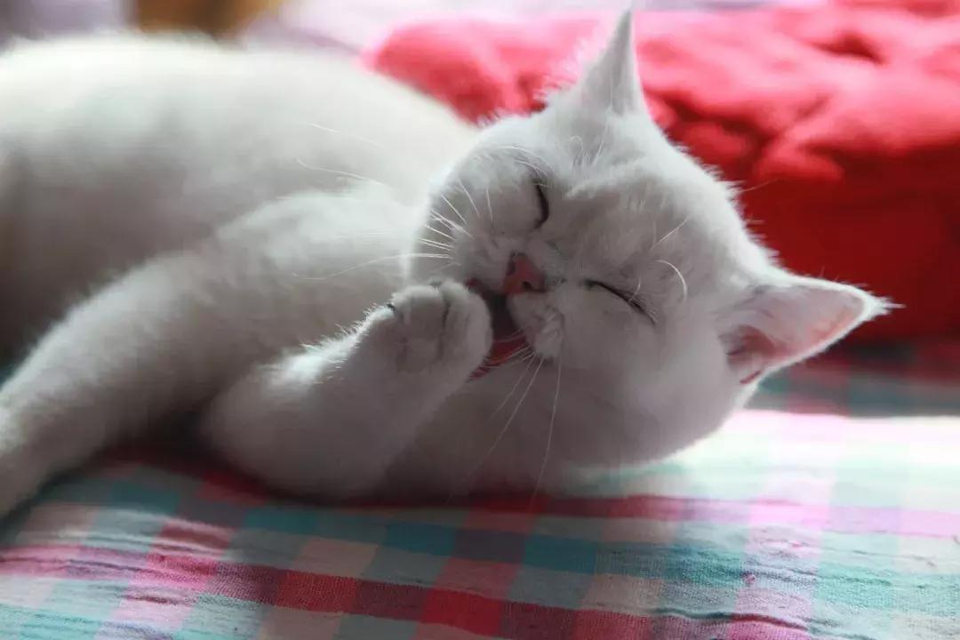 夏末秋初，刘三姐的英短咪咪，邂逅梁实秋的白猫王子