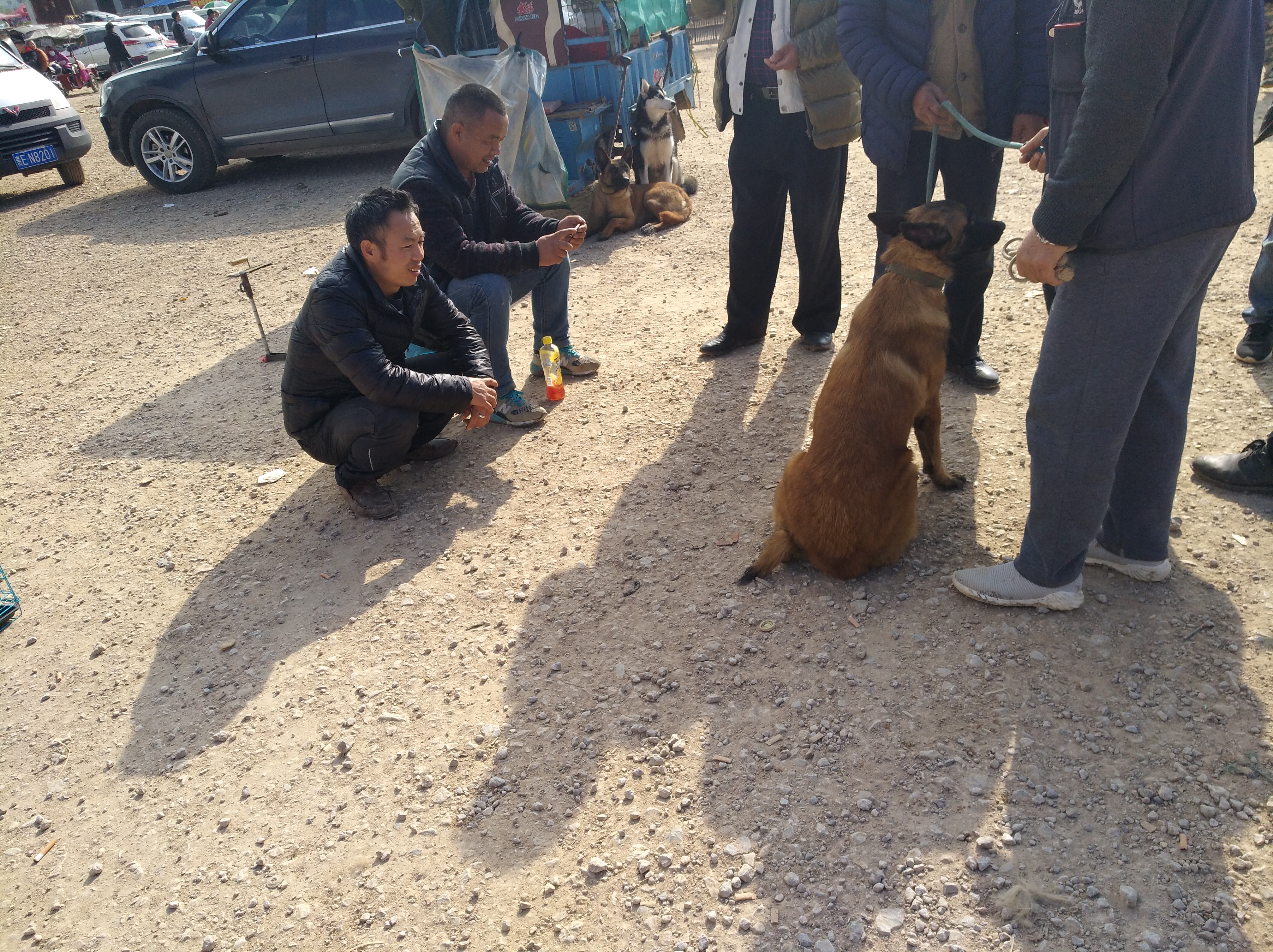 马犬必须得遛吗,刚会走路的小马犬