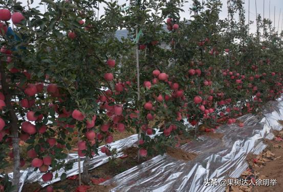 红富士苹果在多少度上色快,红富士苹果上色不好咋办