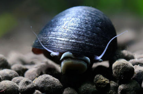 金刚螺的繁殖方法,金刚螺的养殖方法