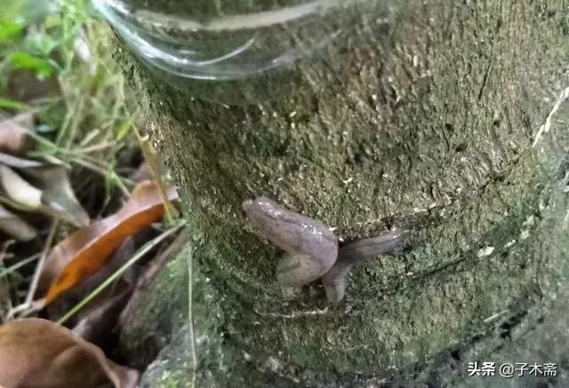 柑橘大实蝇和柑橘小实蝇常规虫害,柑橘虫害高清图谱及防治方法