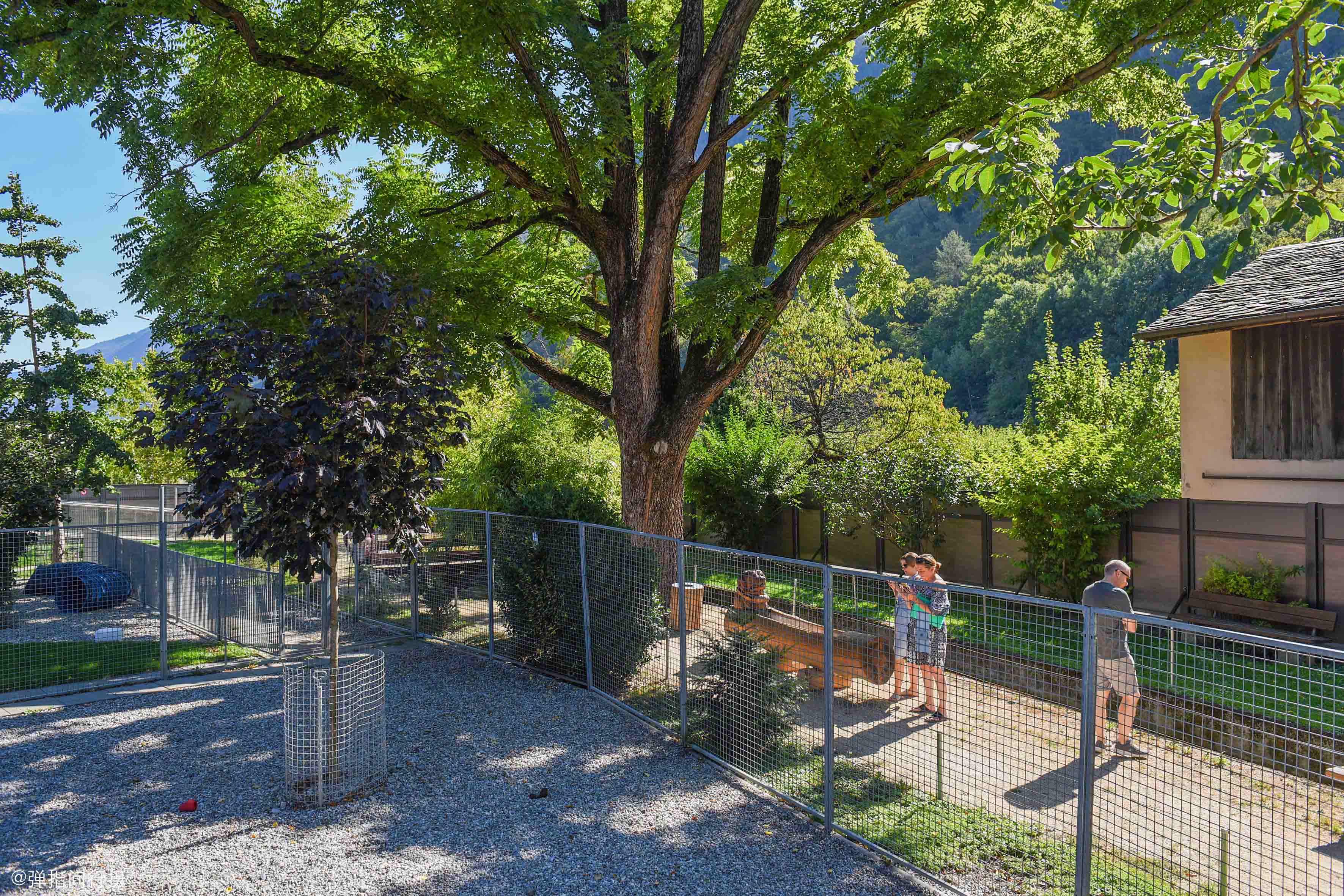 瑞士的救援犬,世界公认的古老犬