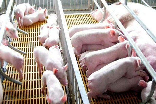 母猪下崽的正确方法视频,母猪下崽的绝招