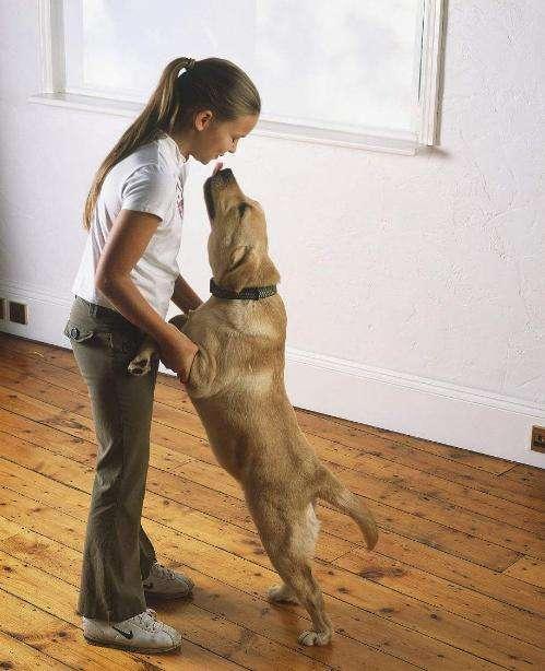 金毛拉布拉多抱抱,拉布拉多抱抱小主人