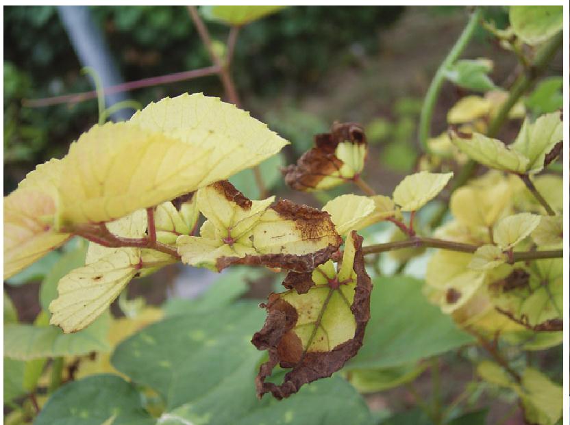 樱桃树补枝,樱桃树幼果期补铁